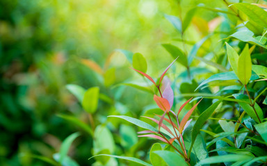 Nature green leaf with green color bokeh background.