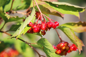 A bunch of viburnum berries 