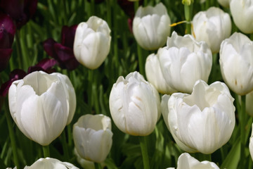 flowerbed with white tulips in the park