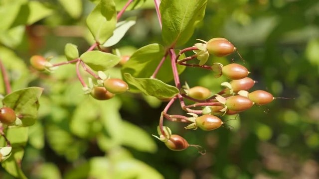 Sweet-amber tutsan tree branches with small berries 4K 2160p 30fps UltraHD footage - Hypericum androsa androsaemum shrub on the wind 3840X2160 UHD video 