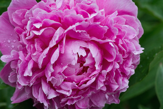 pink peony flower with dew drops closeup