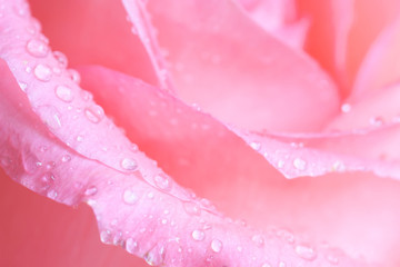 Floral background, image of pink rose's petals with drops