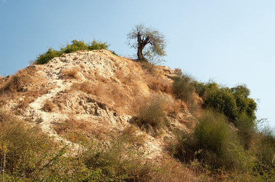 Tree on a hill in desert