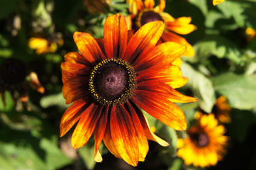 Yellow, brown and red rudbeckia or Black-eyed-Susan flower in garden 