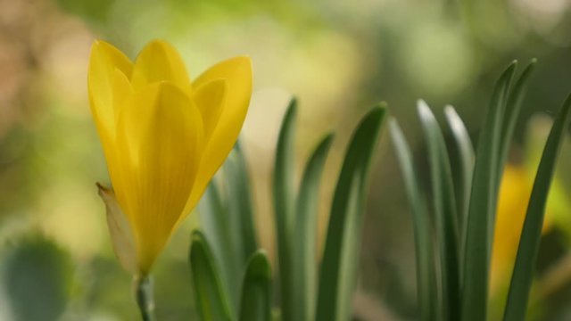 Yellow Amaryllidaceae family lily-of-the-field plant shallow DOF 4K 2160p 30fps UltraHD footage - Crocus flower Sternbergia lutea autumn and winter daffodil 3840X2160 UHD video 