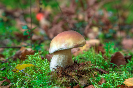 One oak mushrooms in forest.