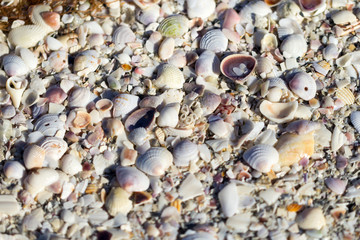 Fototapeta premium Muscheln