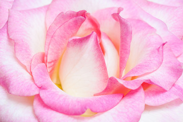 Fototapeta na wymiar Beautiful pink rose wallpaper