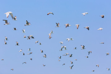 Flock of seagulls Larus Argentatus species flying in sky