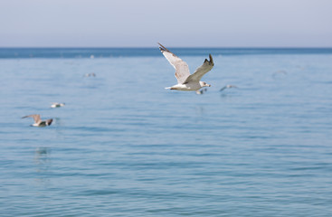 Fototapeta na wymiar Young herring gull flying along the sea