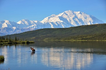 Moose in the lake