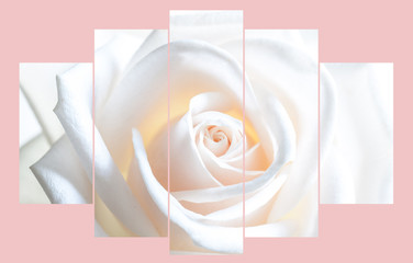 Floral wallpaper. Collage of white rose image . Interior decoration.
