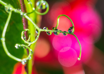 Torrent On A Tendril