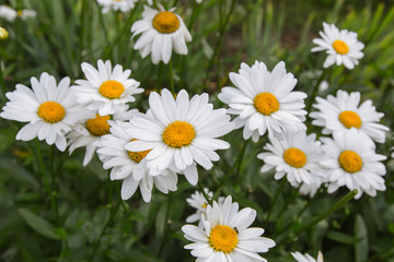 Fototapeta premium chamomile flower