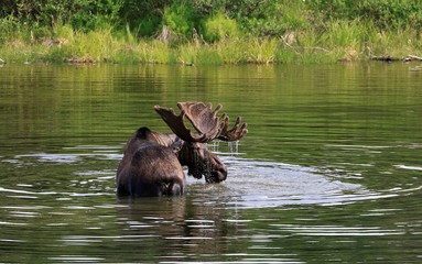 Big bull moose alaska