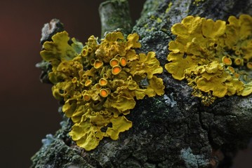 Złotorost ścienny © Jozef