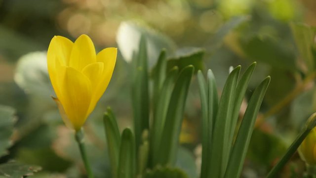 Yellow crocus flower Sternbergia lutea autumn and winter daffodil 4K 2160p 30fps UltraHD footage - Amaryllidaceae family lily-of-the-field plant shallow DOF 3840X2160 UHD video 