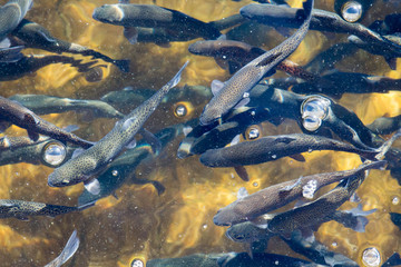 Trout and bubbles at a fish farm - obrazy, fototapety, plakaty