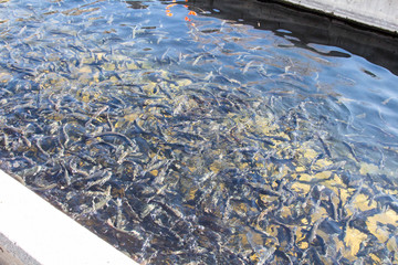 Trout in a feeding frenzy at a fish hatchery