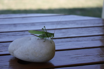Grasshopper on stone