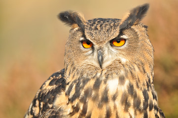 Fototapeta premium Eurasian Eagle Owl