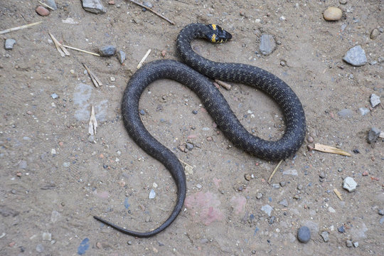Grass snake, crawling along the ground. Non-poisonous snake. Frightened by the Grass snake