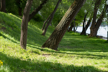 Group of trees in park, Moscow, Russia