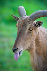 portrait of a mountain goat