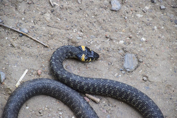 Grass snake, crawling along the ground. Non-poisonous snake. Frightened by the Grass snake
