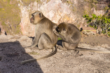 Two long-tailed macaques (Macaca fascicularis) on mountain Batur, Bali, Indonesia