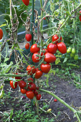 Red tomatoes in a greenhouse