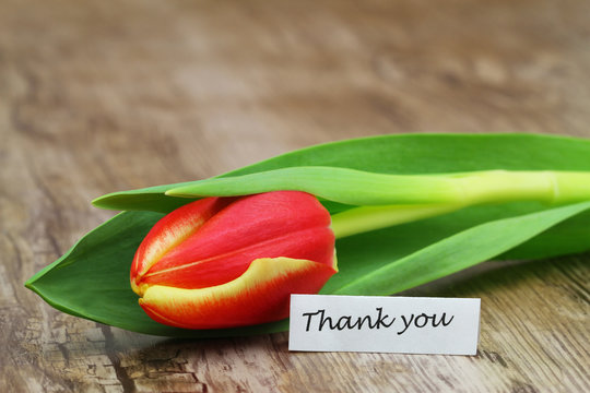 Thank You Card With One Red And Yellow Tulip On Wooden Surface
