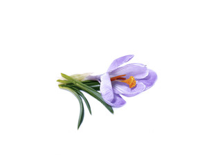 Violet flower of crocus isolated