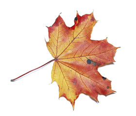 Autumn maple leaf isolated