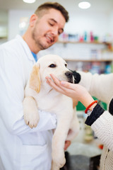 Veterinarian man and beautiful young woman examining gorgeous and cute Labrador retriever puppy. 