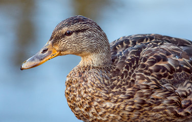 Brown wild mallard duck standing the shore, close-up.
