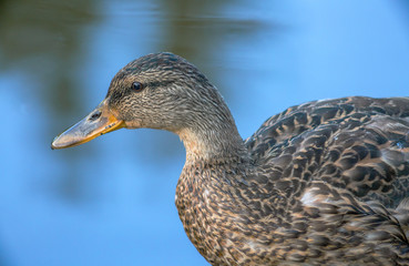 Brown wild mallard duck standing the shore, close-up.
