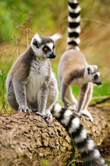 Group portrait of an adult lemurs katta (Lemur catta)