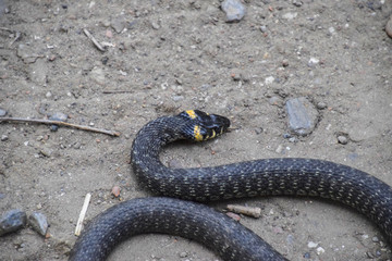Grass snake, crawling along the ground. Non-poisonous snake. Frightened by the Grass snake