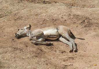 Fototapeta na wymiar resting zebra un the ground