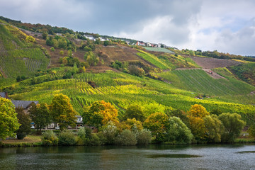 Vineyards on the Moselle’s right bank in autumn, Germany