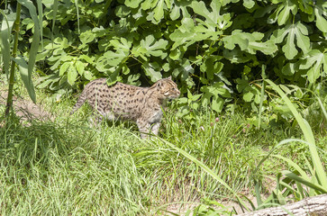 fishing cat in sunny ambiance
