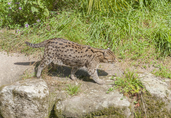 fishing cat in sunny ambiance