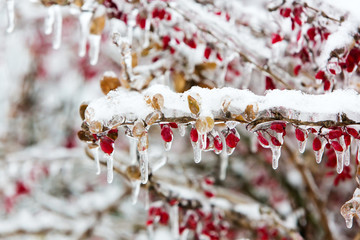 Icy branches with red berries of barberry after freezing rain