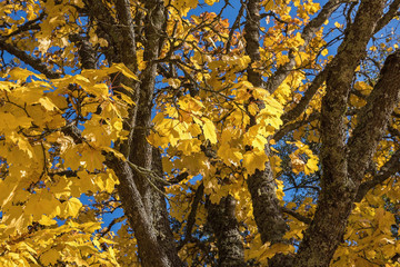 Maple tree with yellow leaves against the blue sky