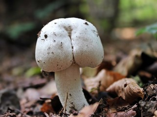 Arschhütiger Champignon 