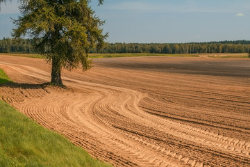 The plowed field. Furrow go to the horizon. The larch tree grows. The tire tracks out to the...
