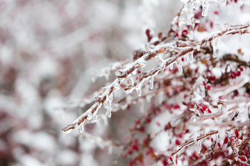 Icy branches with red berries of barberry after freezing rain