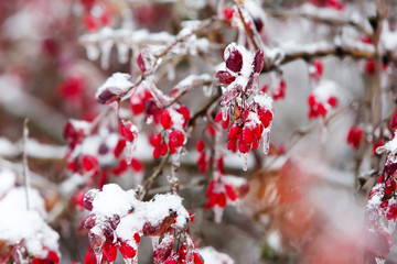 Icy branches with red berries of barberry after freezing rain