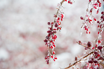 Icy branches with red berries of barberry after freezing rain